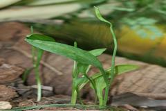 Ophioglossum reticulatum